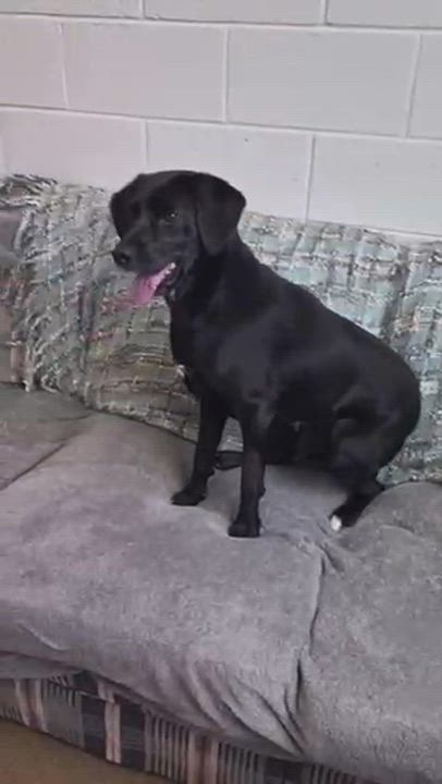 Enlarge Jinxie, a ADOPTABLE mixed breed in Manhasset, NY video 3/3