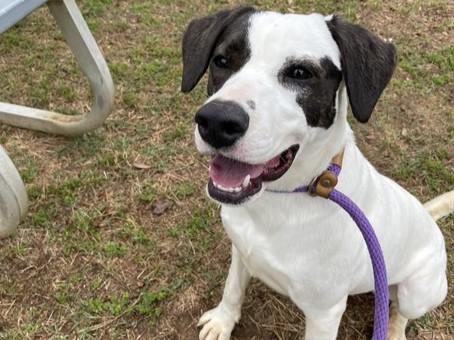 Enlarge HERSHEY, a Adoptable mixed breed in Tallahassee, FL image 1/1