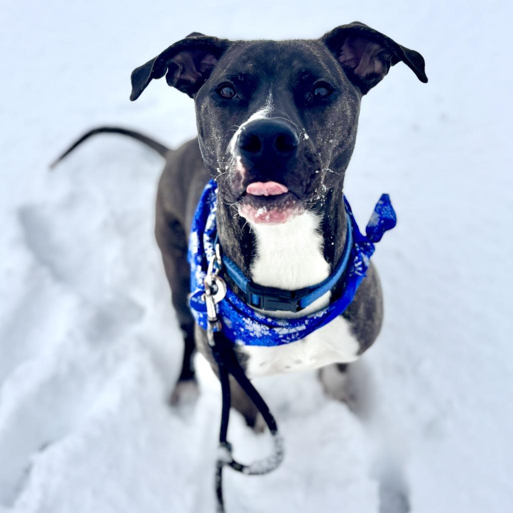 Duggie, Adoptable, Young Male Pit Bull Terrier.