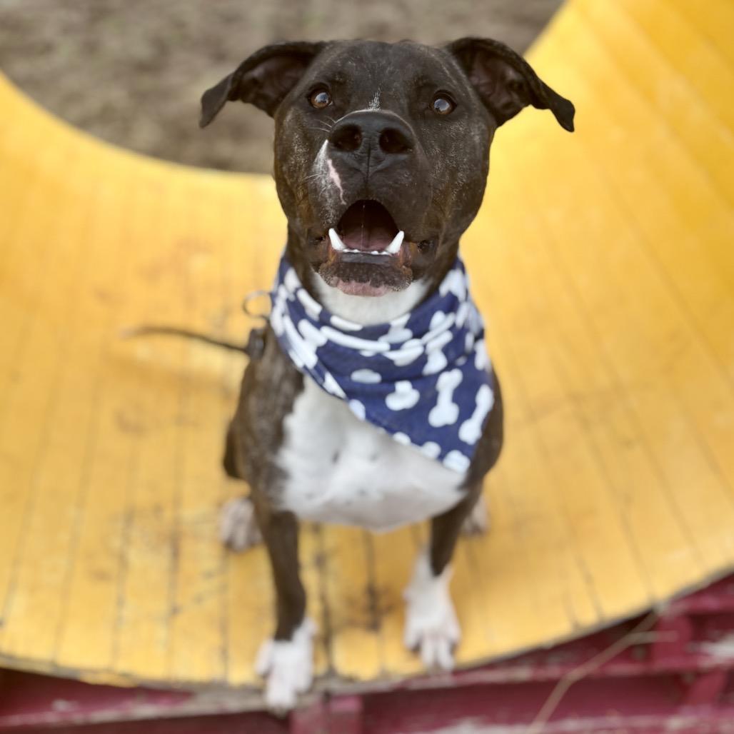 Duggie, Adoptable, Young Male Pit Bull Terrier.