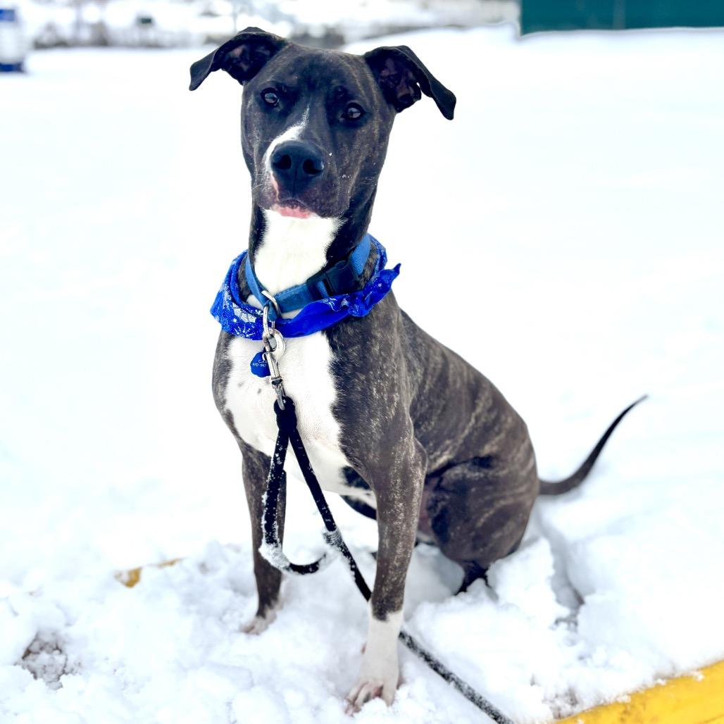 Duggie, Adoptable, Young Male Pit Bull Terrier.
