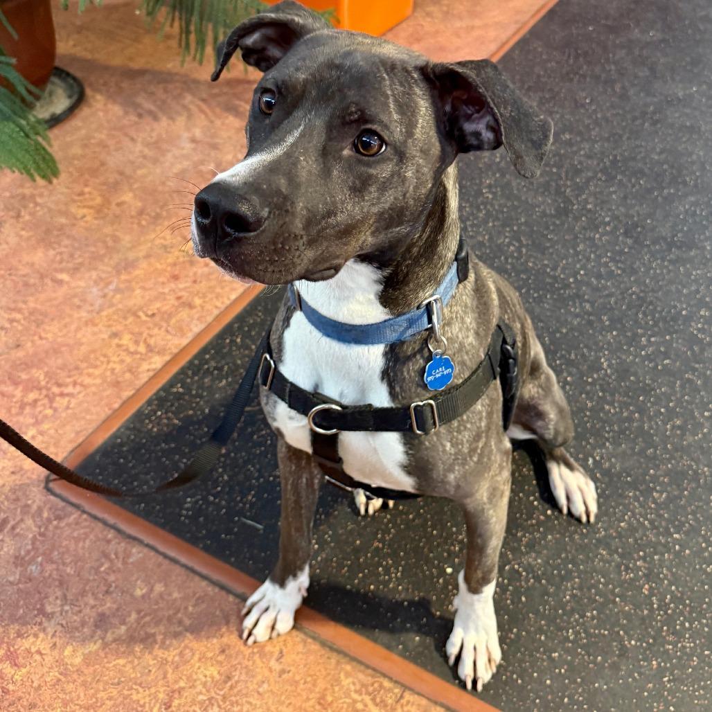 Enlarge Duggie, a Adoptable Pit Bull Terrier in Glenwood Springs, CO image 3/6