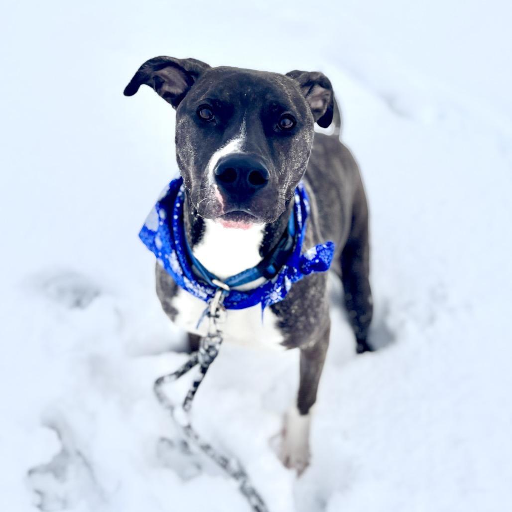Enlarge Duggie, a Adoptable Pit Bull Terrier in Glenwood Springs, CO image 2/6