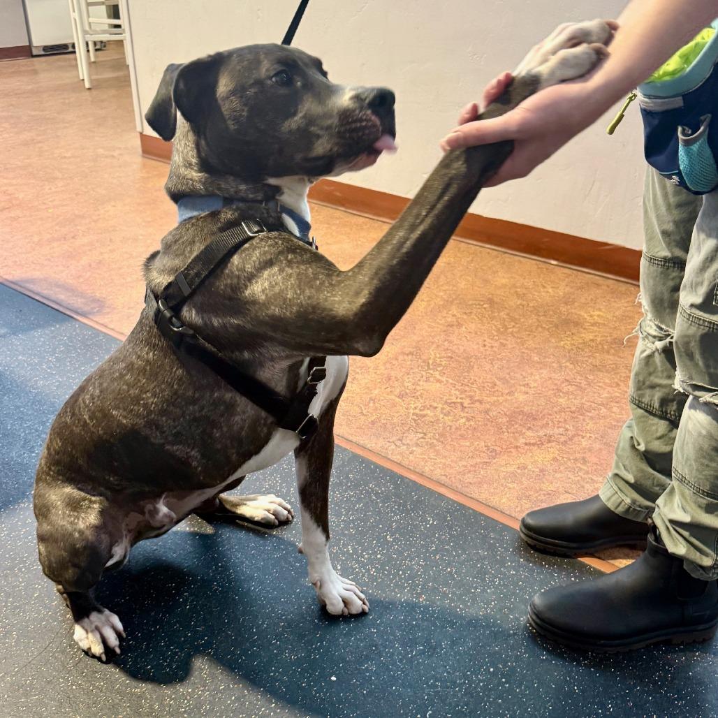 Enlarge Duggie, a Adoptable Pit Bull Terrier in Glenwood Springs, CO image 4/6