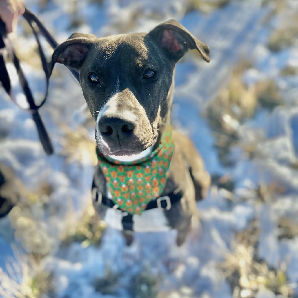Enlarge Duggie, a Adoptable Pit Bull Terrier in Glenwood Springs, CO image 3/6