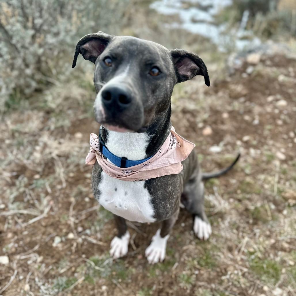 Enlarge Duggie, a Adoptable Pit Bull Terrier in Glenwood Springs, CO image 3/6