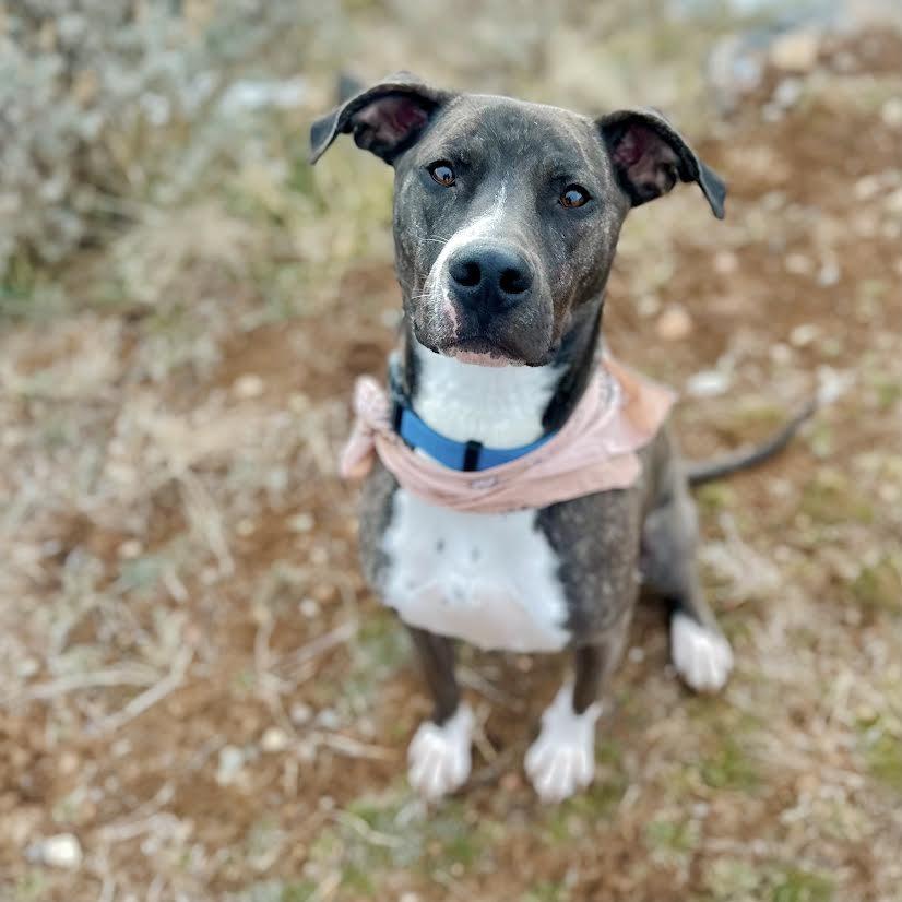 Enlarge Duggie, a Adoptable Pit Bull Terrier in Glenwood Springs, CO image 5/6