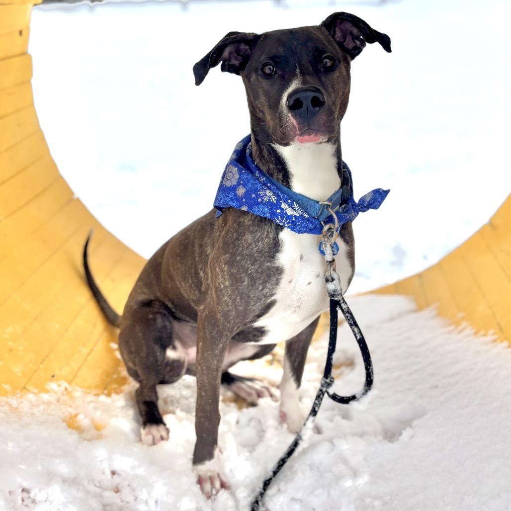 Enlarge Duggie, a Adoptable Pit Bull Terrier in Glenwood Springs, CO image 4/6