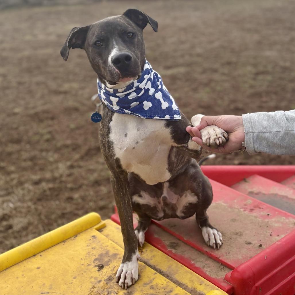 Enlarge Duggie, a Adoptable Pit Bull Terrier in Glenwood Springs, CO image 4/6