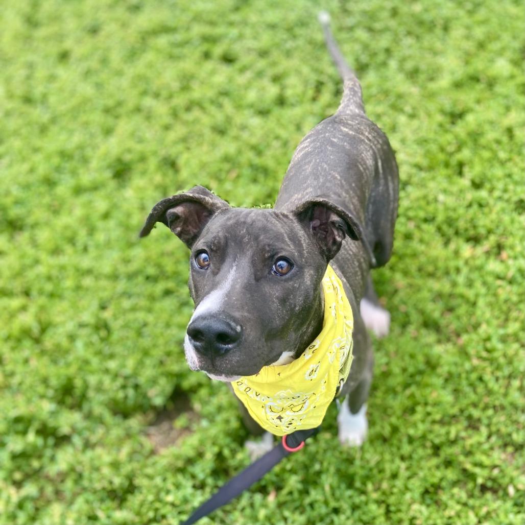 Enlarge Duggie, a Adoptable Pit Bull Terrier in Glenwood Springs, CO image 6/6