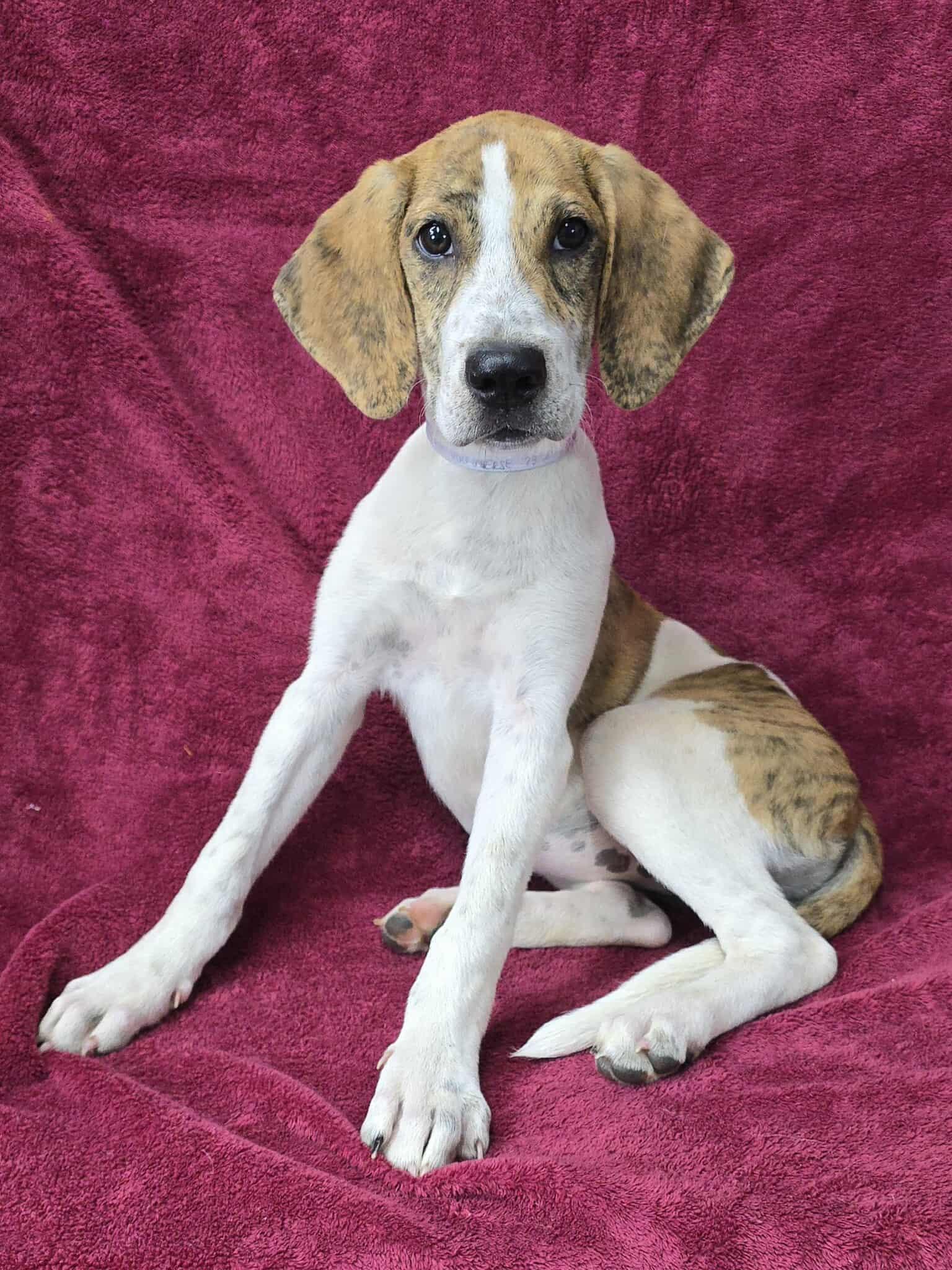 Meet Miss You-nverse a 4 month old 20 pound as of 722 adorable Hound mix She is great with ot