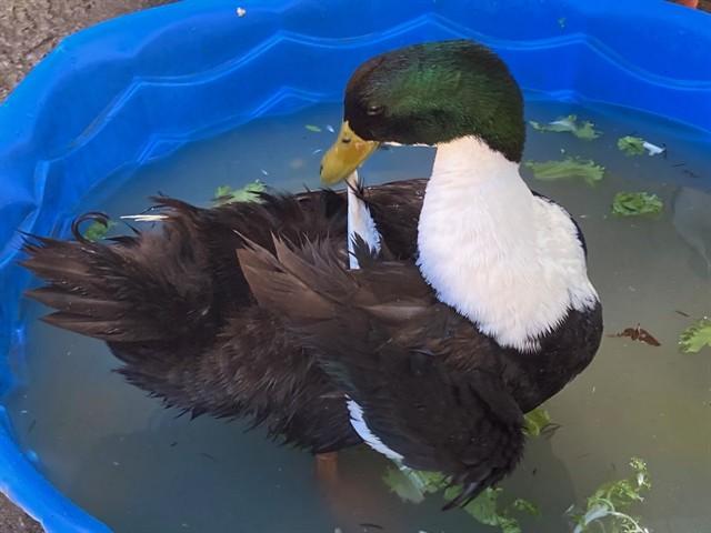 Enlarge DARKWING DUCK, a Adoptable Duck in Santa Maria, CA image 1/1