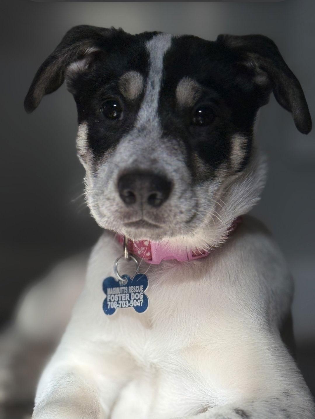 Enlarge Socrates CA, a Adopted Shepherd in Hillside, IL image 1/3