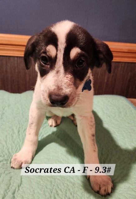 Socrates CA, Adoptable, Puppy Female Shepherd.