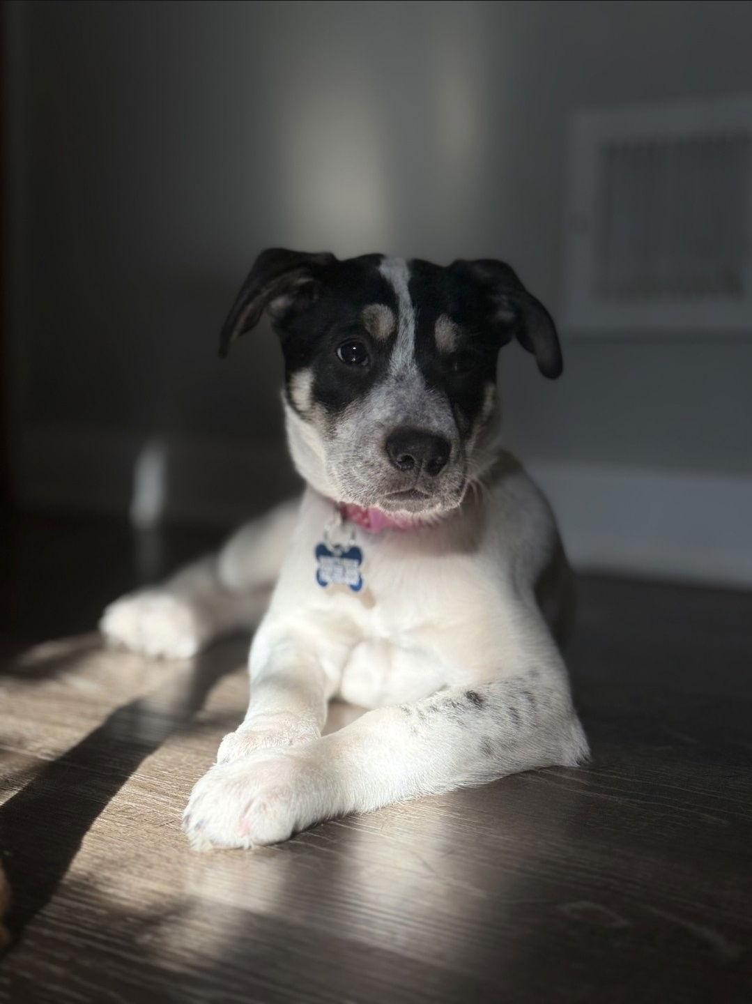 Enlarge Socrates CA, a Adopted Shepherd in Hillside, IL image 2/3