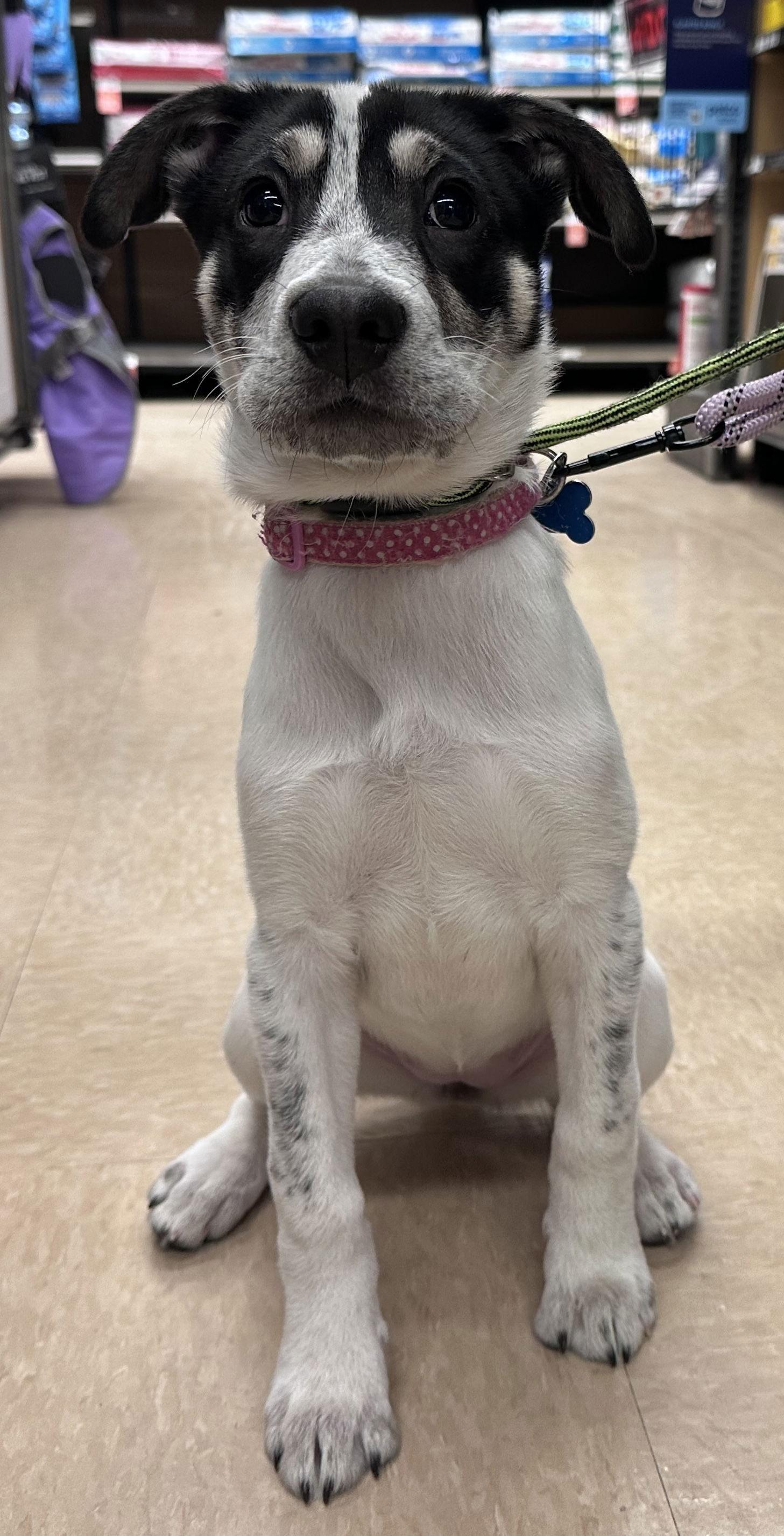 Enlarge Socrates CA, a Adopted Shepherd in Hillside, IL image 3/3