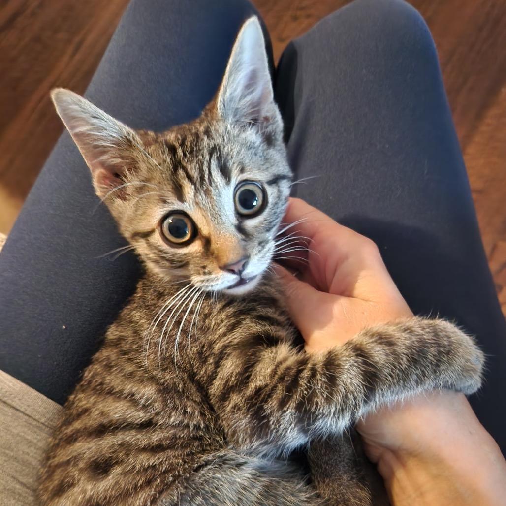 Gary F-21900, Adoptable, Kitten Male Domestic Short Hair.