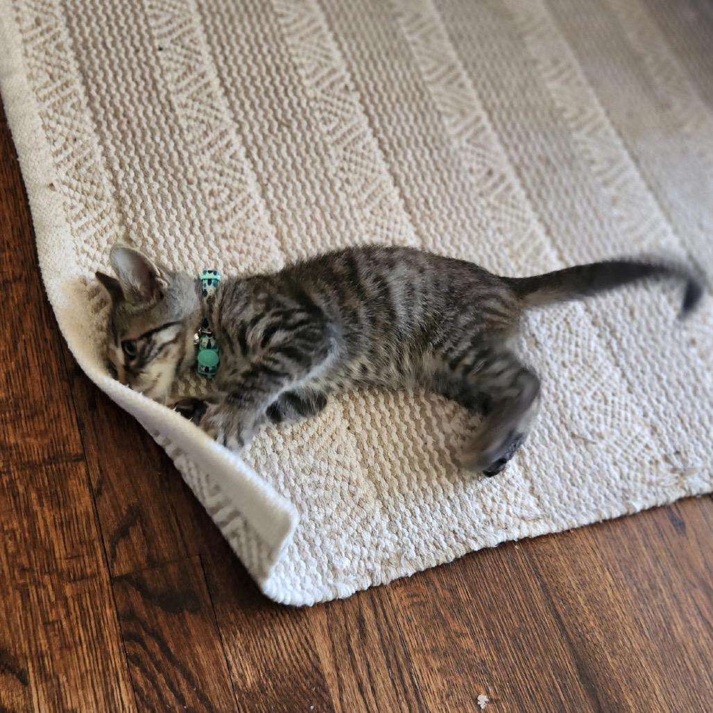 Enlarge Gary F-21900, a Adoptable Domestic Short Hair in Oklahoma City, OK image 2/2