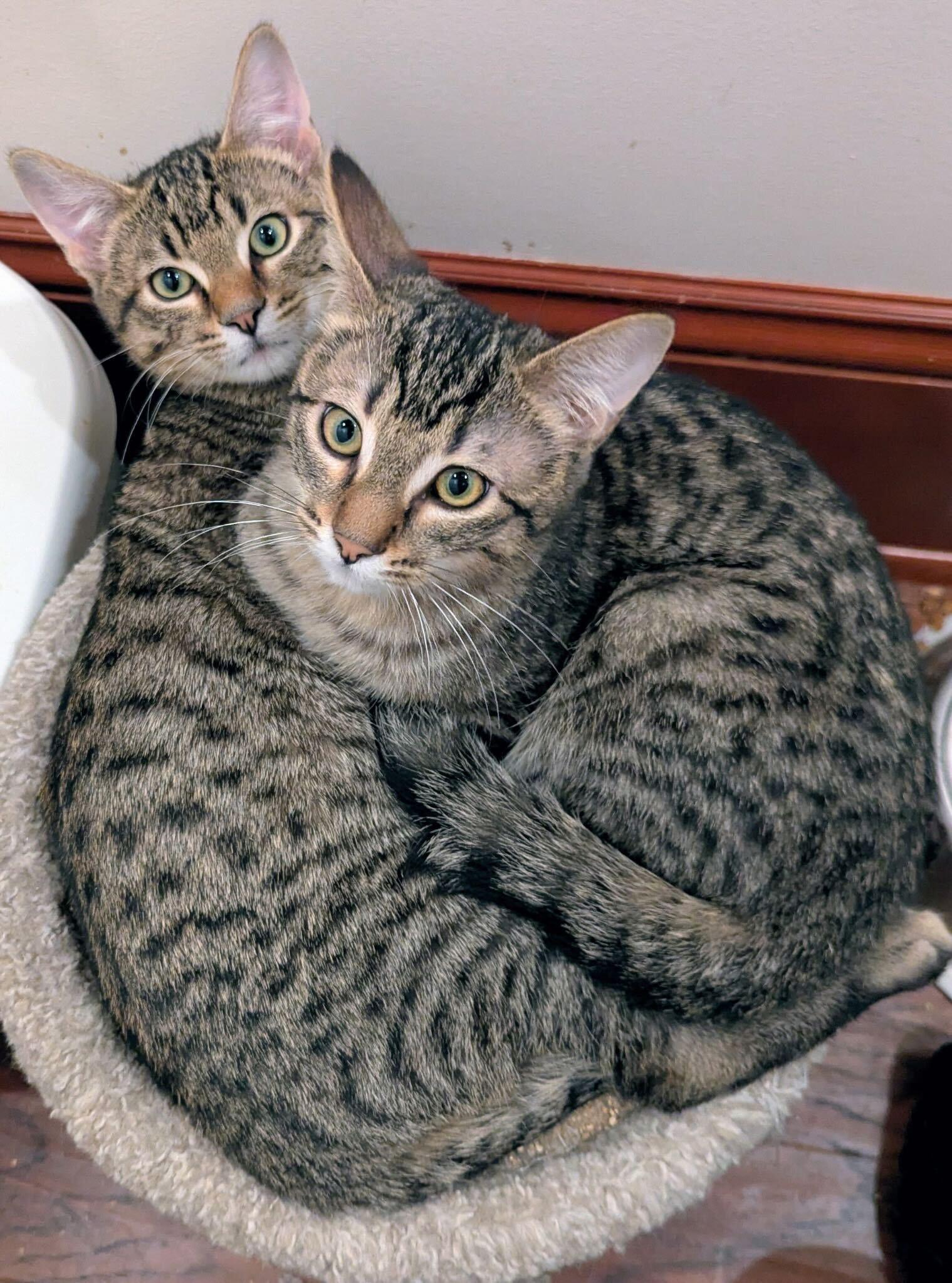 Enlarge Toulouse and Berlioz, a ADOPTABLE Domestic Short Hair in Seattle, WA image 1/6