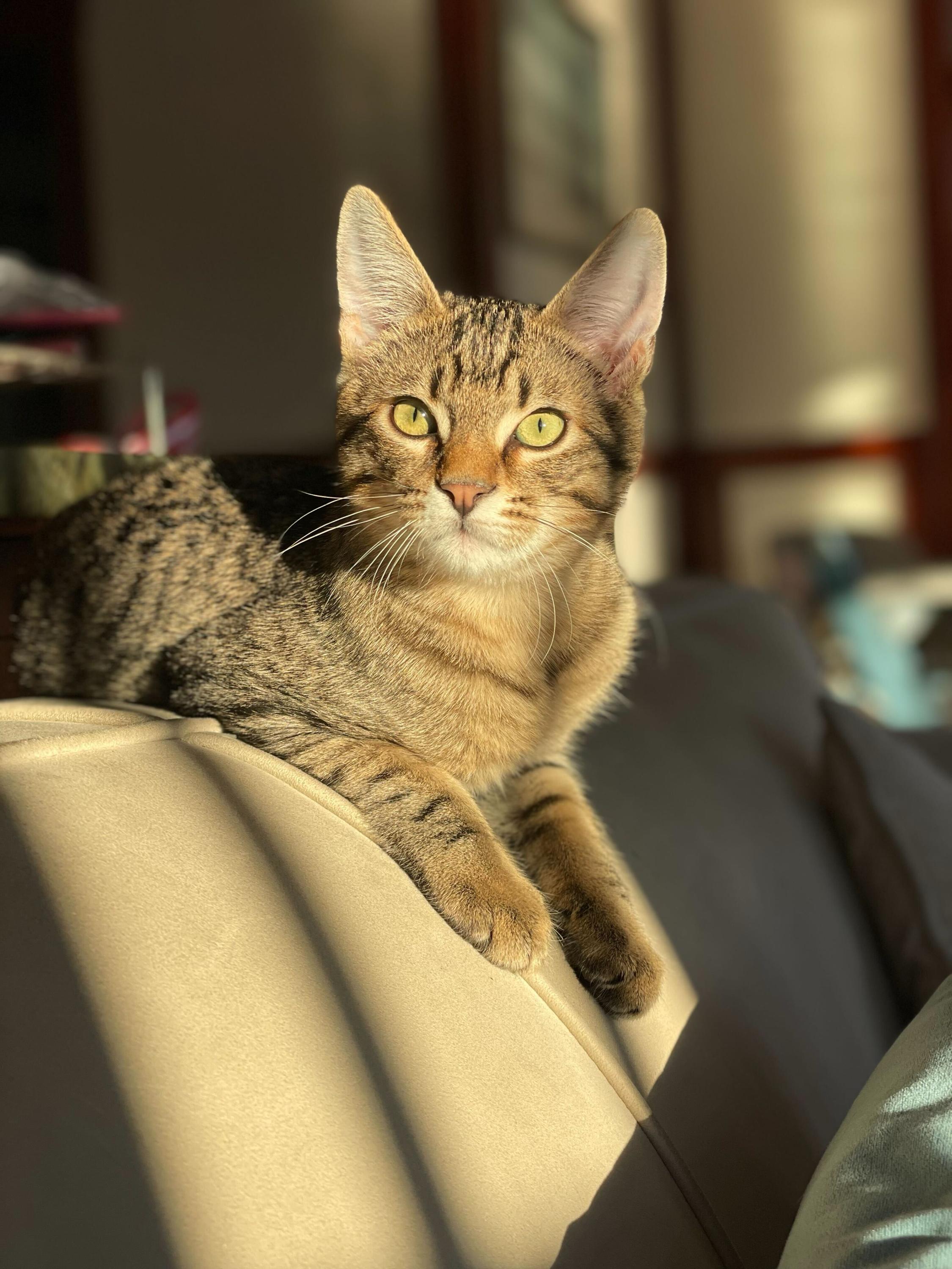 Enlarge Toulouse and Berlioz, a ADOPTABLE Domestic Short Hair in Seattle, WA image 2/6
