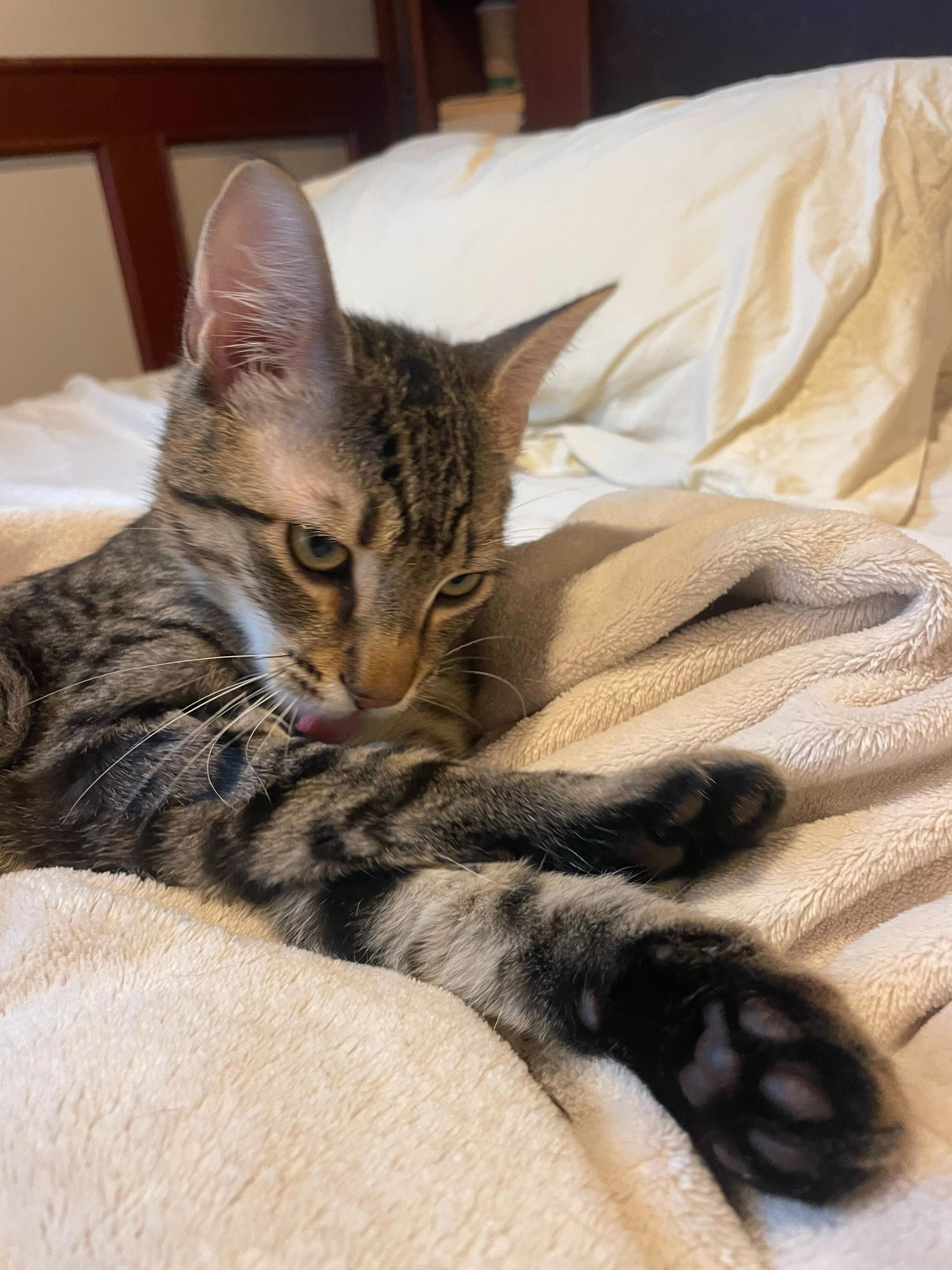 Enlarge Toulouse and Berlioz, a ADOPTABLE Domestic Short Hair in Seattle, WA image 5/6