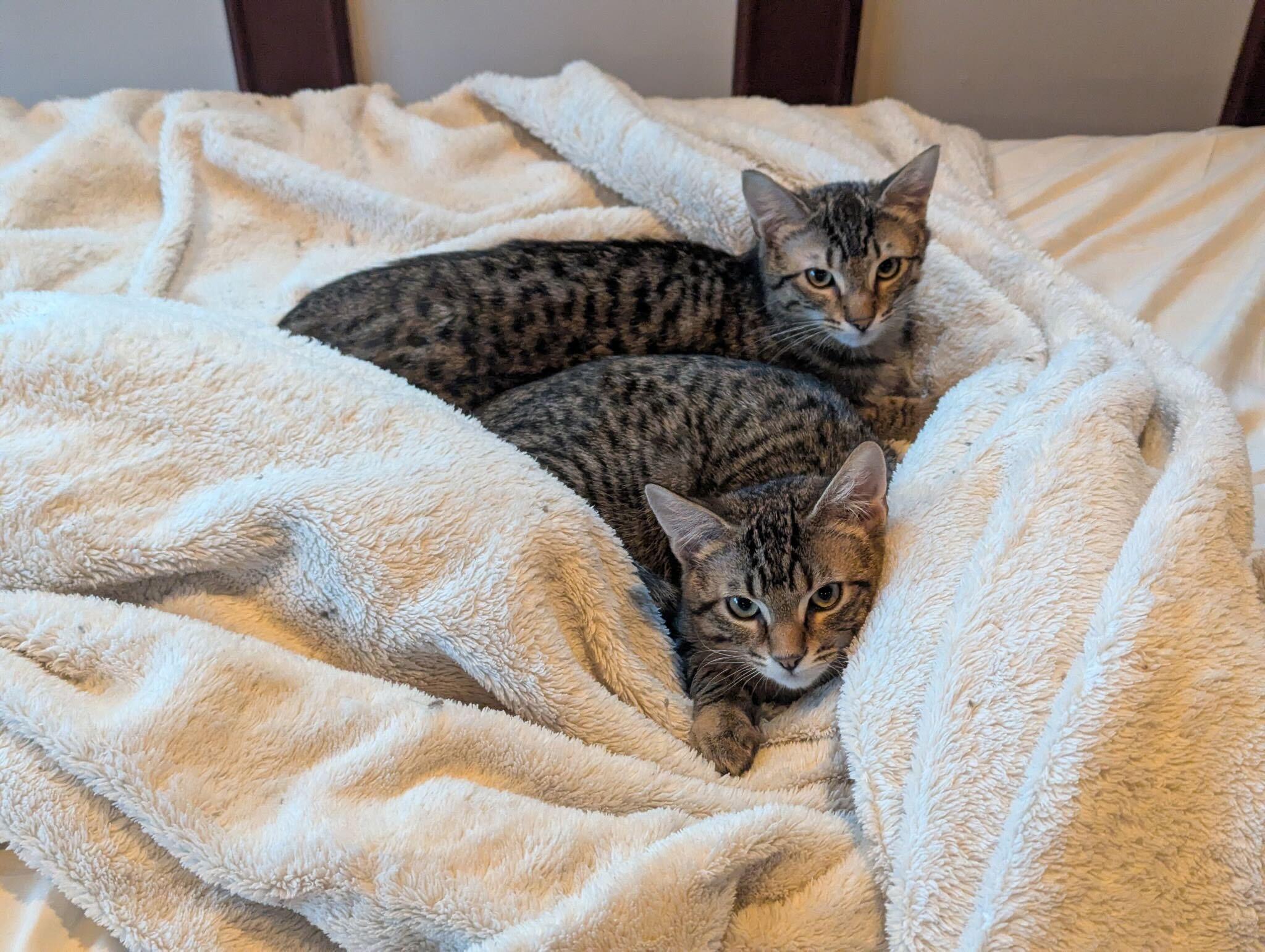 Enlarge Toulouse and Berlioz, a ADOPTABLE Domestic Short Hair in Seattle, WA image 4/6