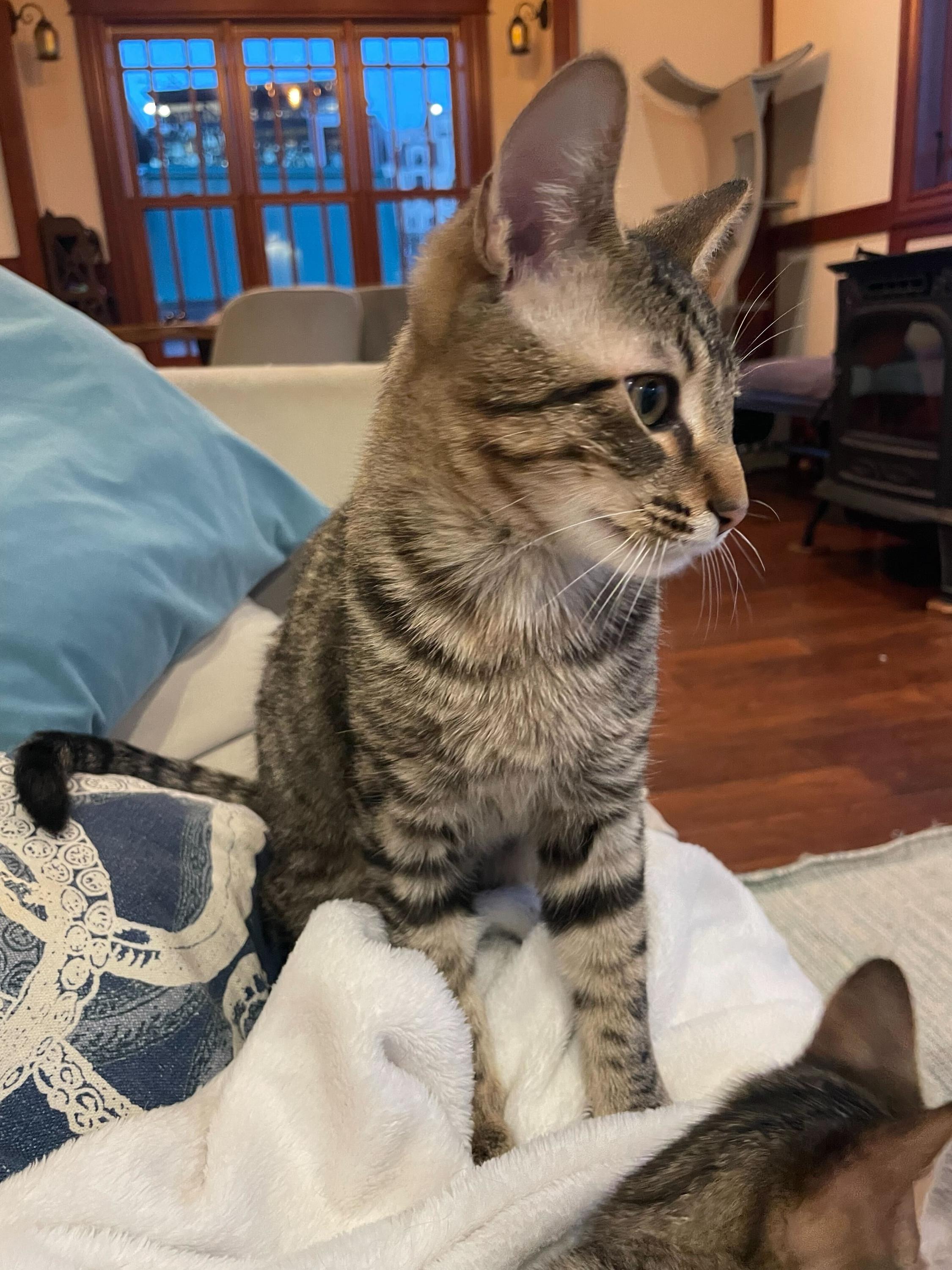 Enlarge Toulouse and Berlioz, a ADOPTABLE Domestic Short Hair in Seattle, WA image 3/6