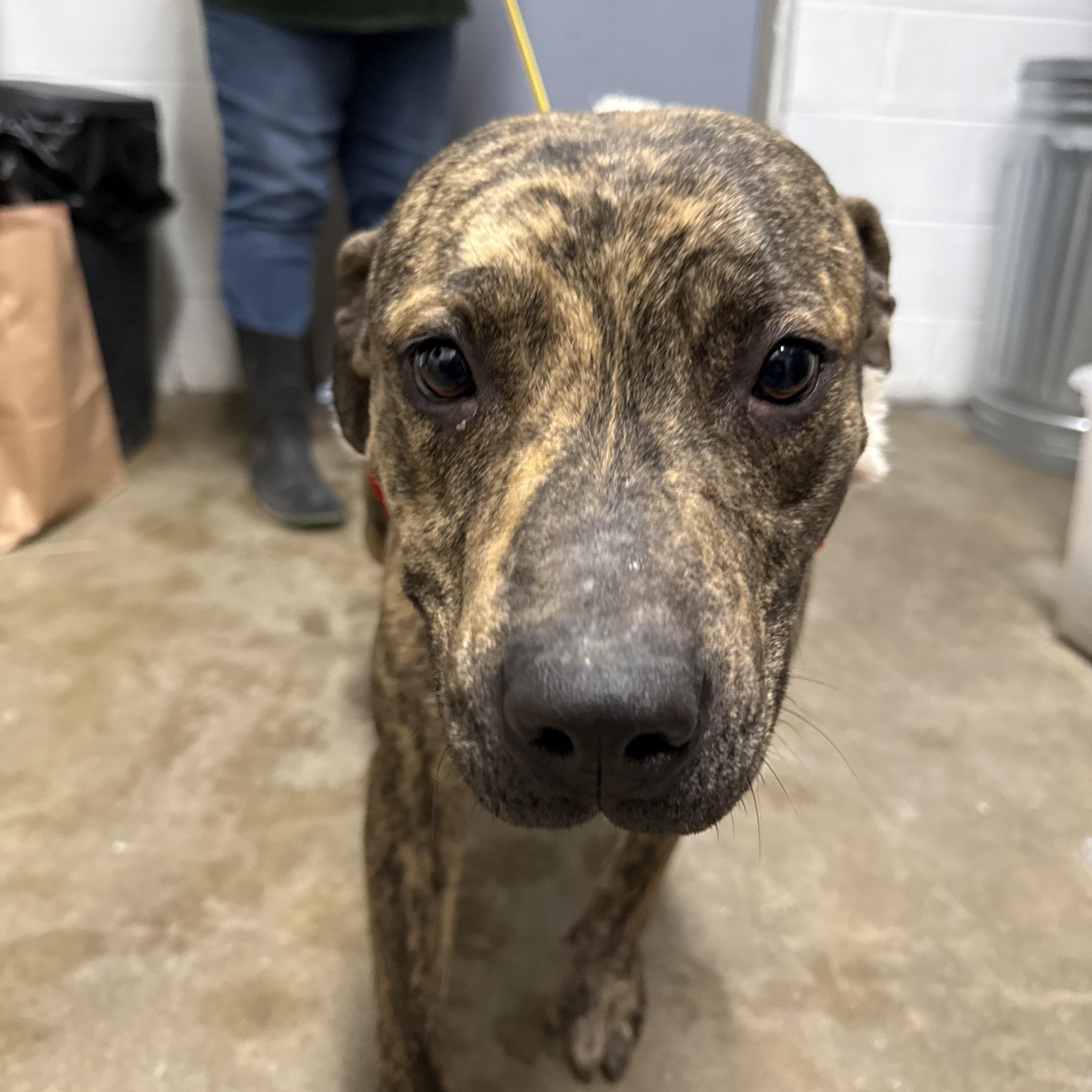 Enlarge Eve, a Adoptable mixed breed in Lewisburg, TN image 1/2