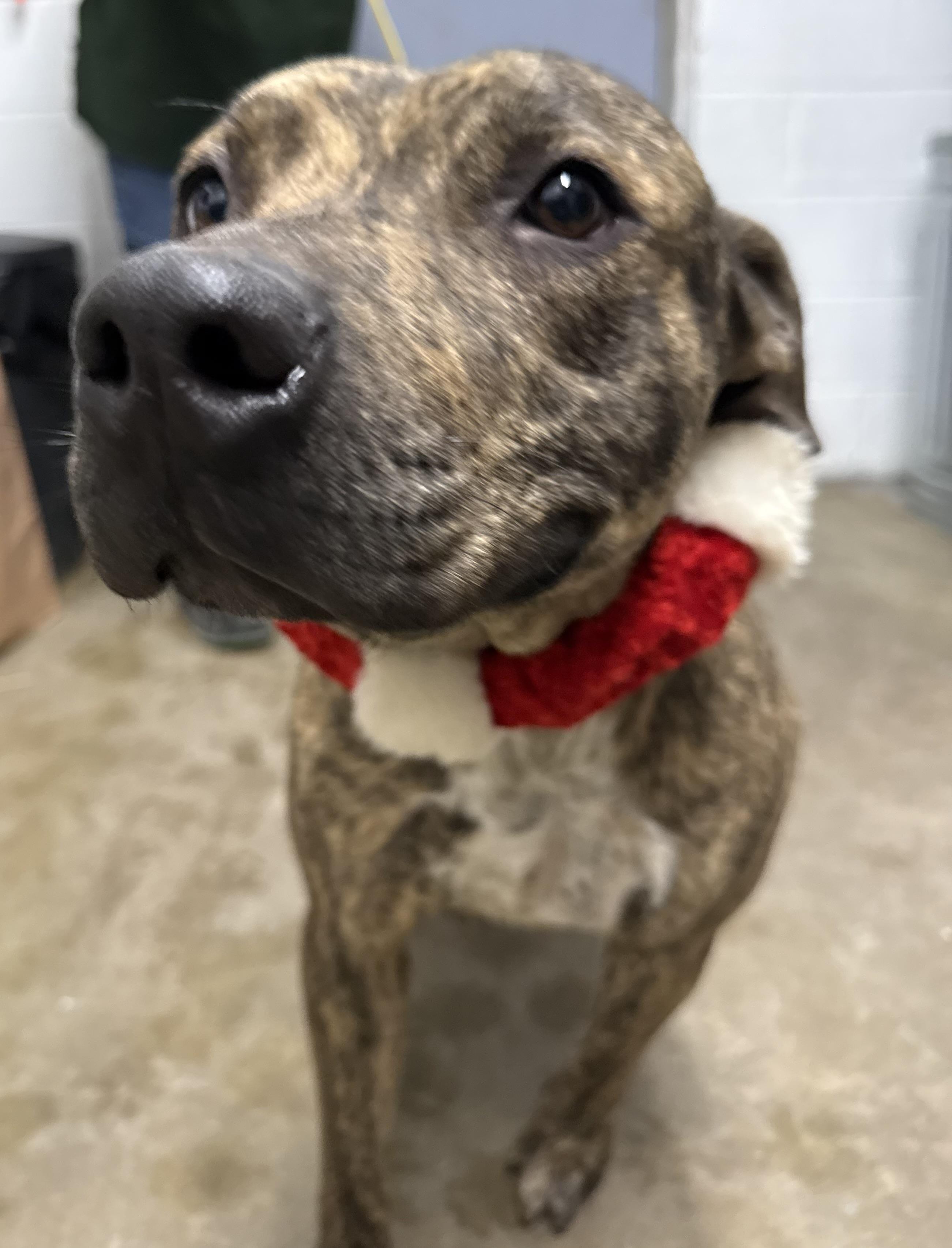 Enlarge Eve, a Adoptable mixed breed in Lewisburg, TN image 2/2