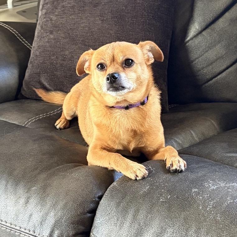 Pepe, Adoptable, Senior Male Chihuahua & Mixed Breed.