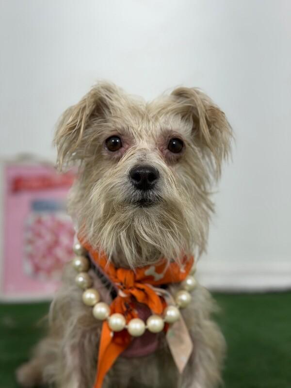 Enlarge Goldie-One of our Amazing Rescue Dogs, a Adoptable mixed breed in Sparks, NV image 1/1