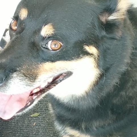 Jasper and Kami (bonded pair)