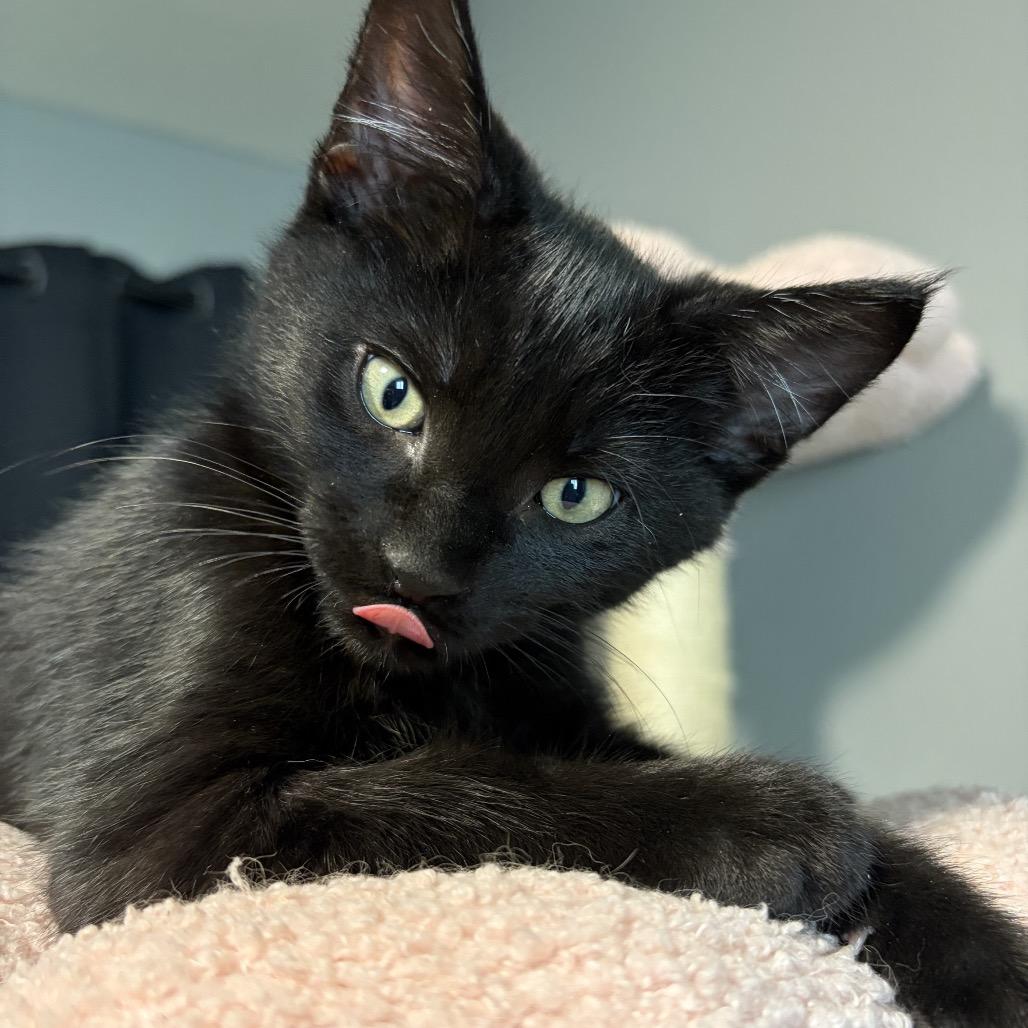 Ford, Adoptable, Kitten Male Domestic Short Hair.