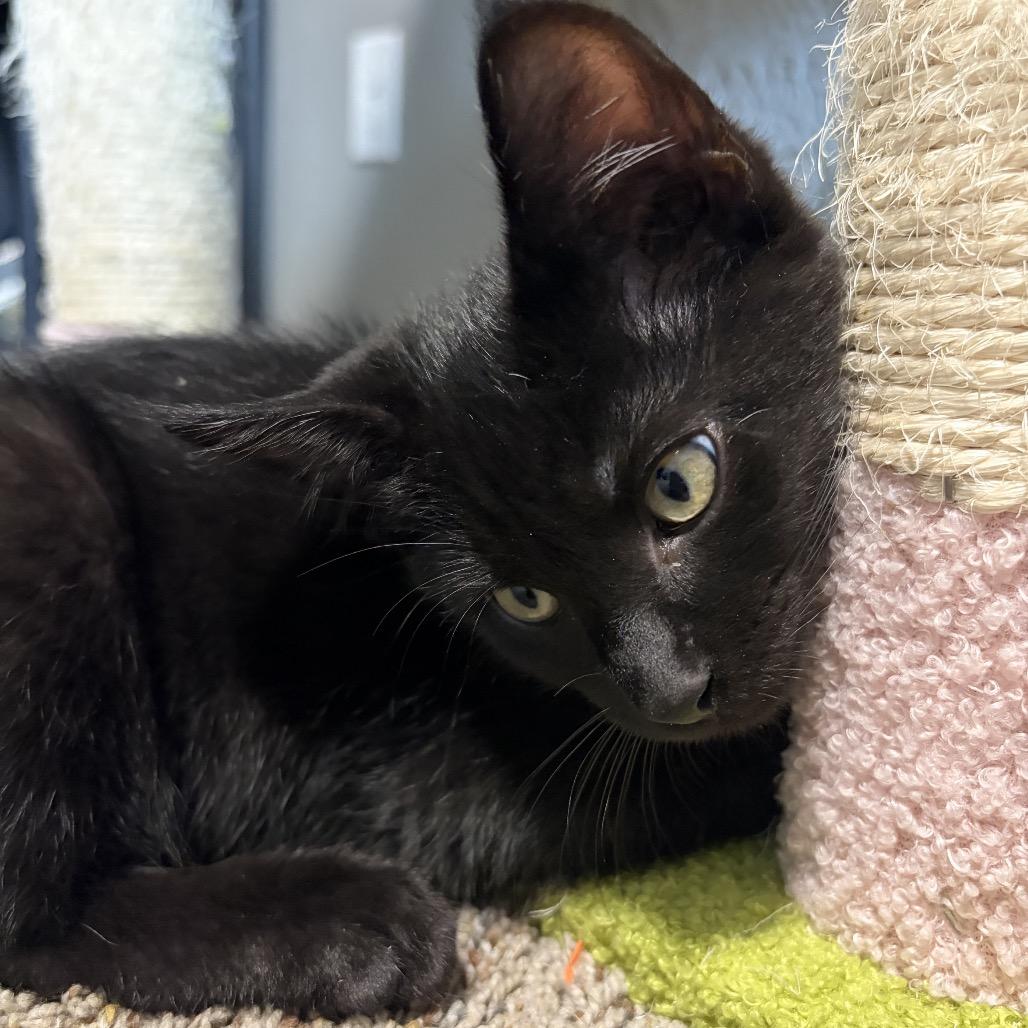 Ford, a Adoptable Domestic Short Hair in Spokane, WA image 3/3