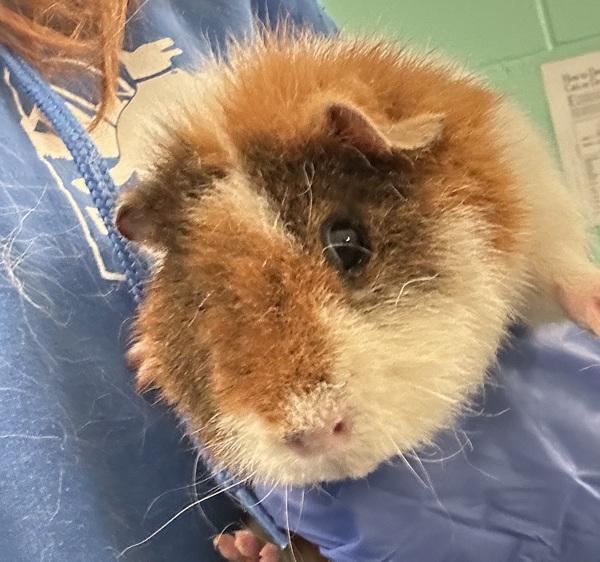 Napolean, Adoptable, Adult Male Guinea Pig.