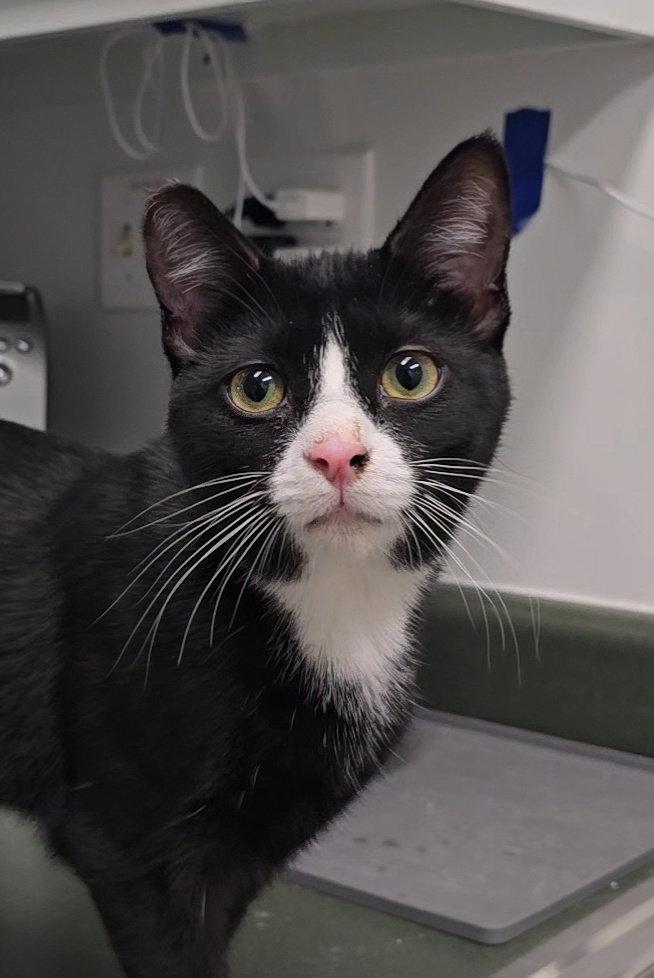 DaVinci, Adoptable, Kitten Male Domestic Short Hair & Tuxedo.