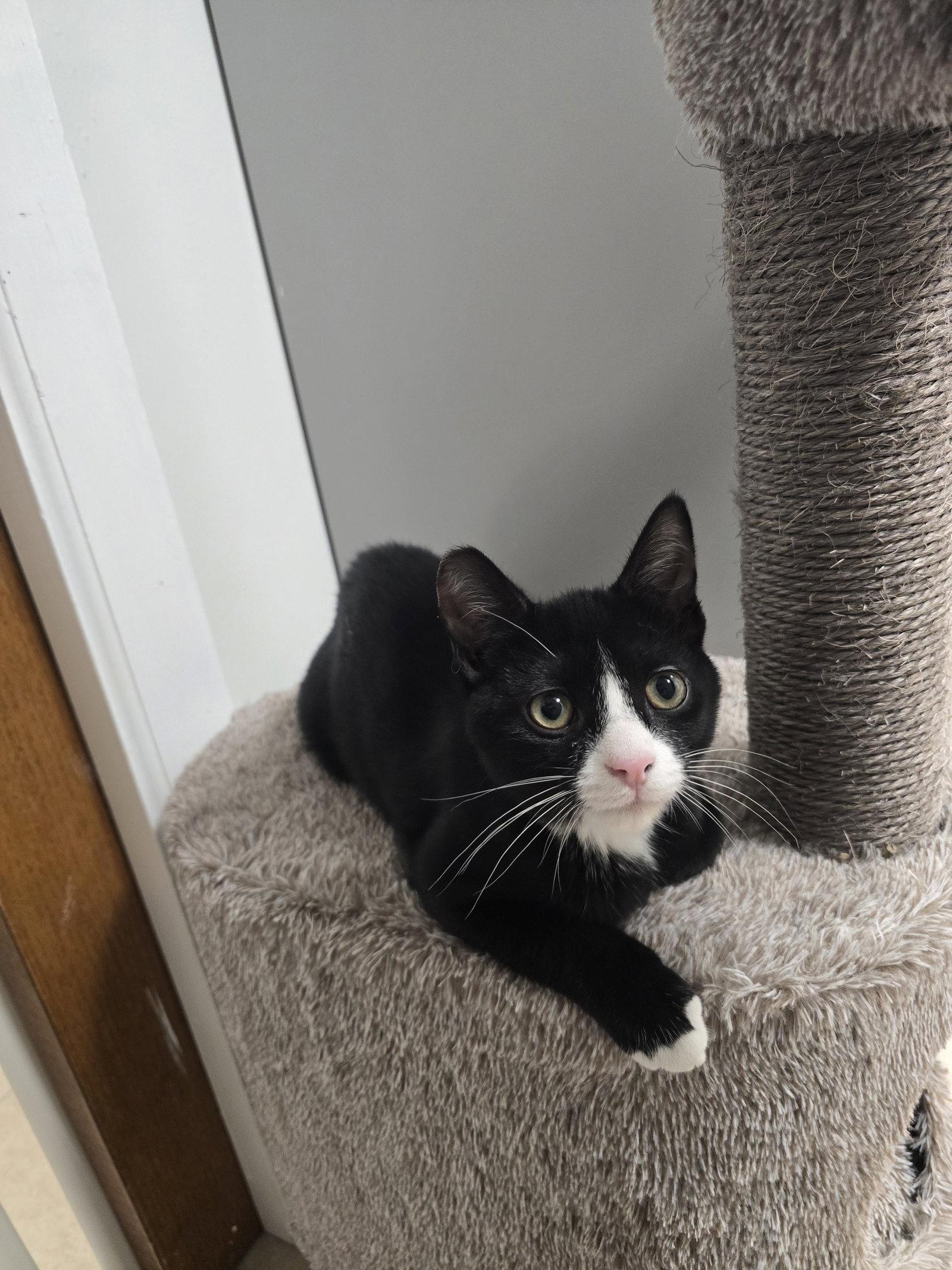 Enlarge DaVinci, a Adoptable mixed breed in Locust Grove, GA image 1/3