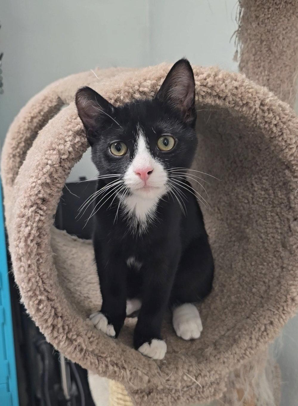 Enlarge DaVinci, a Adoptable mixed breed in Locust Grove, GA image 2/3