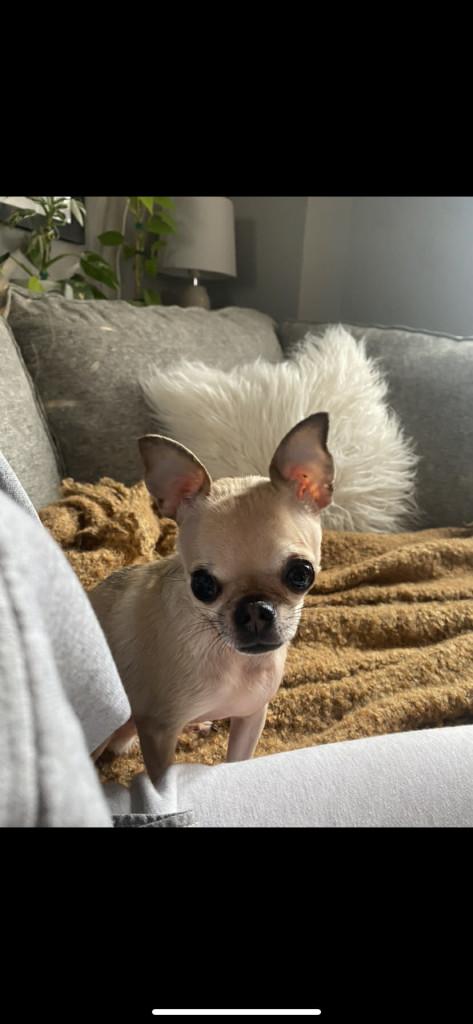 Enlarge Tyson, a ADOPTABLE mixed breed in Appin, ON image 4/6