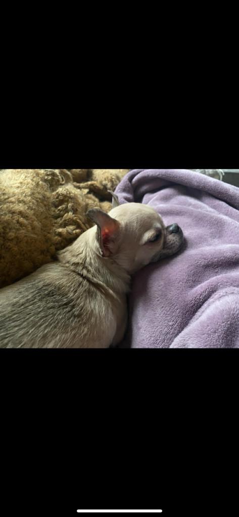 Enlarge Tyson, a ADOPTABLE mixed breed in Appin, ON image 5/6