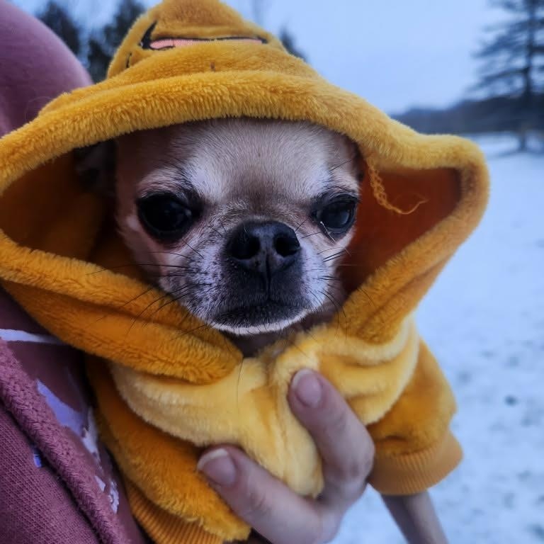Tyson, ADOPTABLE, Senior Male Chihuahua.