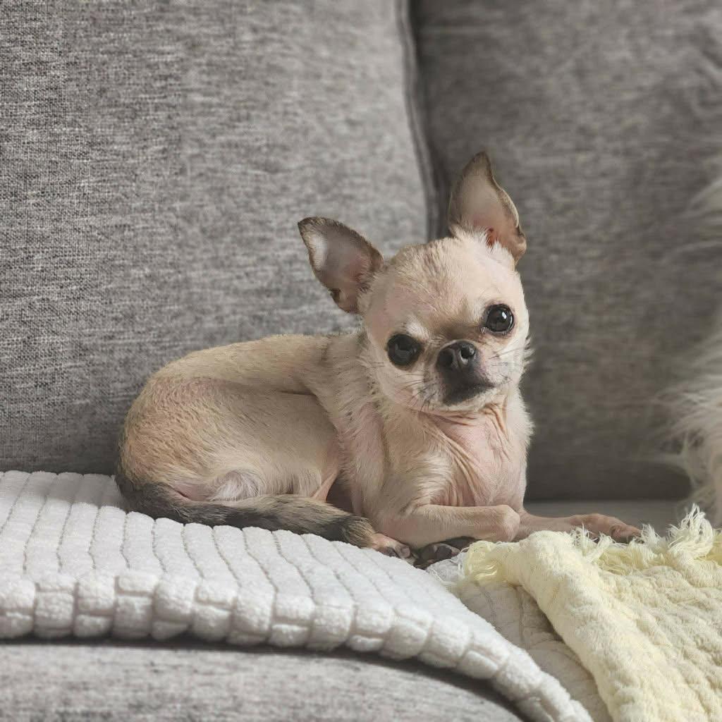 Enlarge Tyson, a ADOPTABLE mixed breed in Appin, ON image 3/6