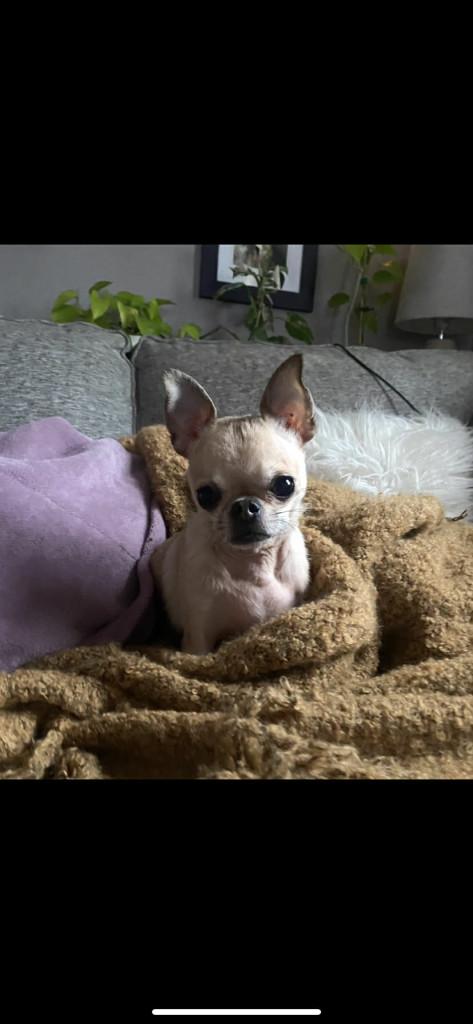 Enlarge Tyson, a ADOPTABLE mixed breed in Appin, ON image 2/6