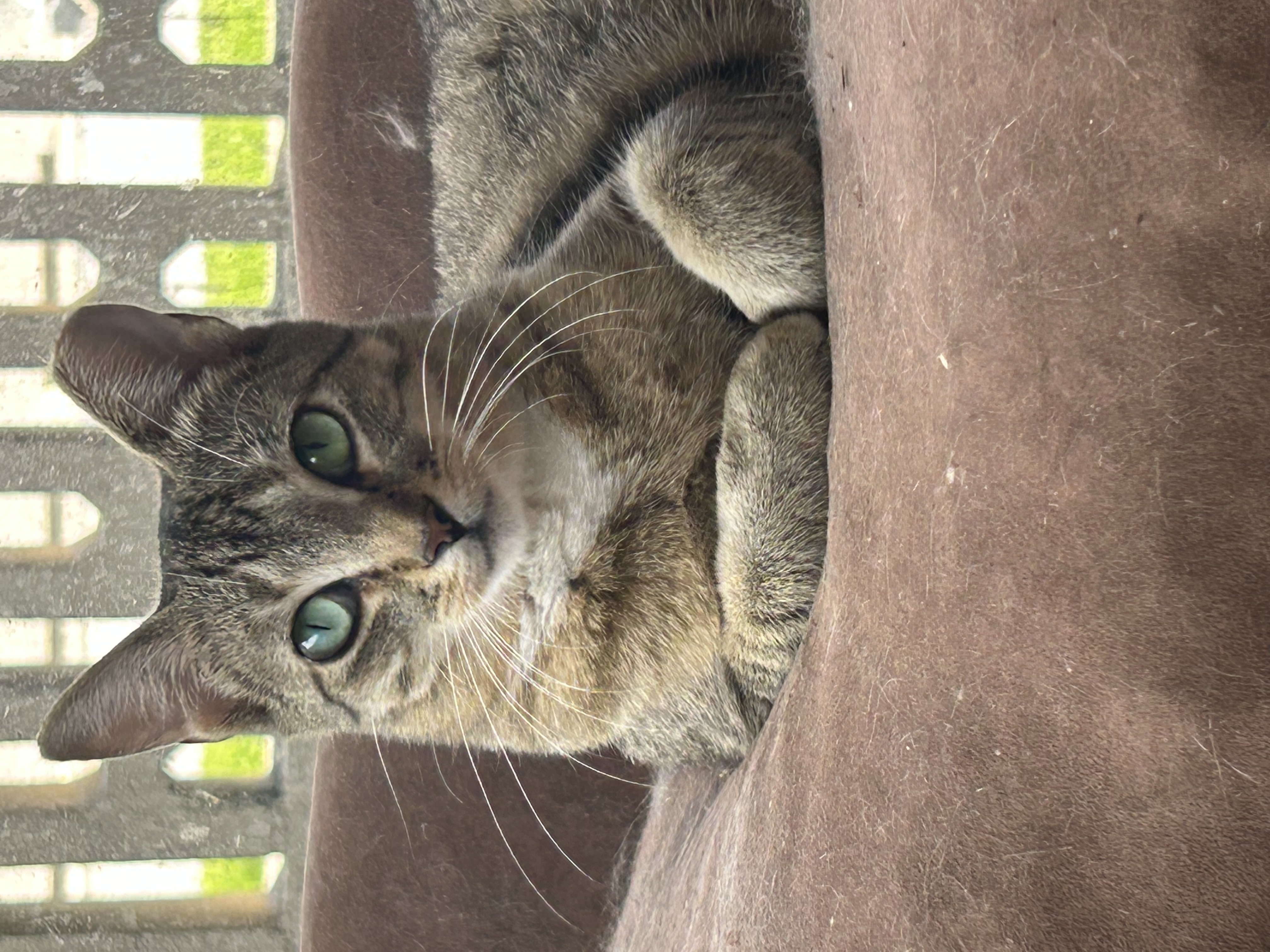 Murphie and Marina (bonded pair, Adoptable, Adult Female Tabby & Domestic Short Hair.