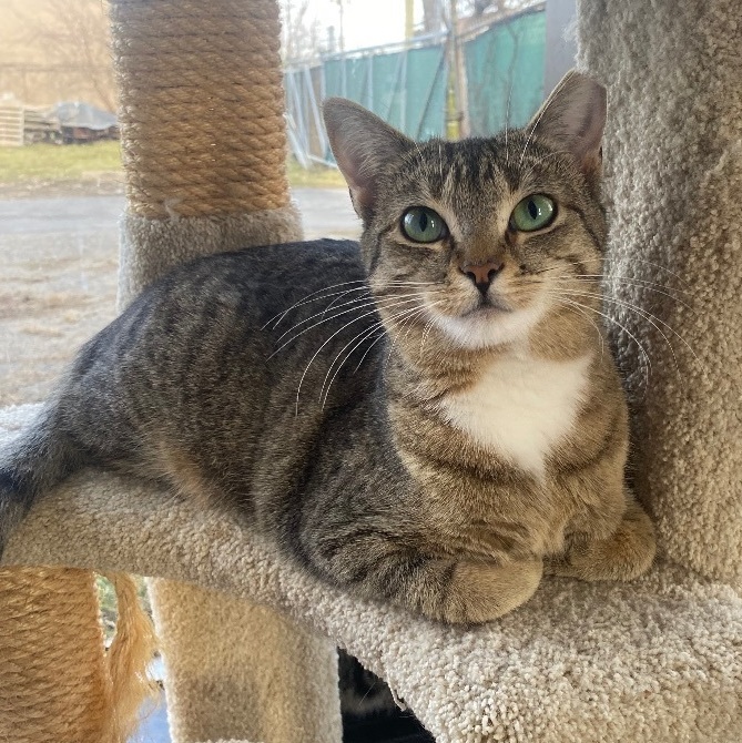 Enlarge Murphie and Marina (bonded pair, a Adoptable mixed breed in Oak Park, MI image 3/4