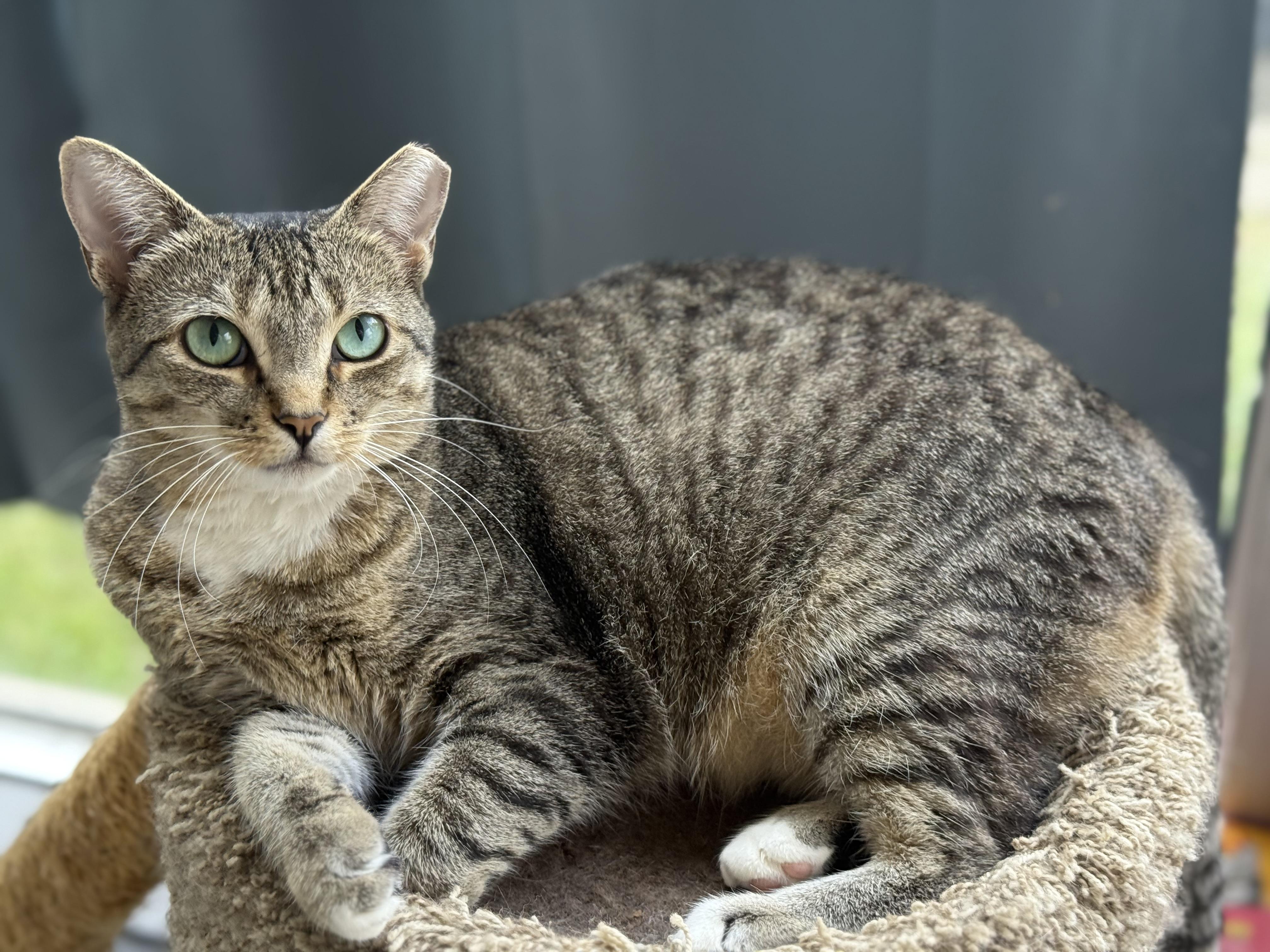 Murphie and Marina (bonded pair, Adoptable, Adult Female Tabby & Domestic Short Hair.