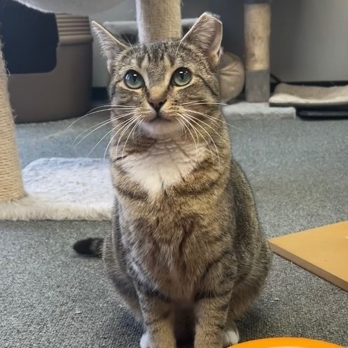 Enlarge Murphie and Marina (bonded pair, a Adoptable mixed breed in Oak Park, MI image 4/4