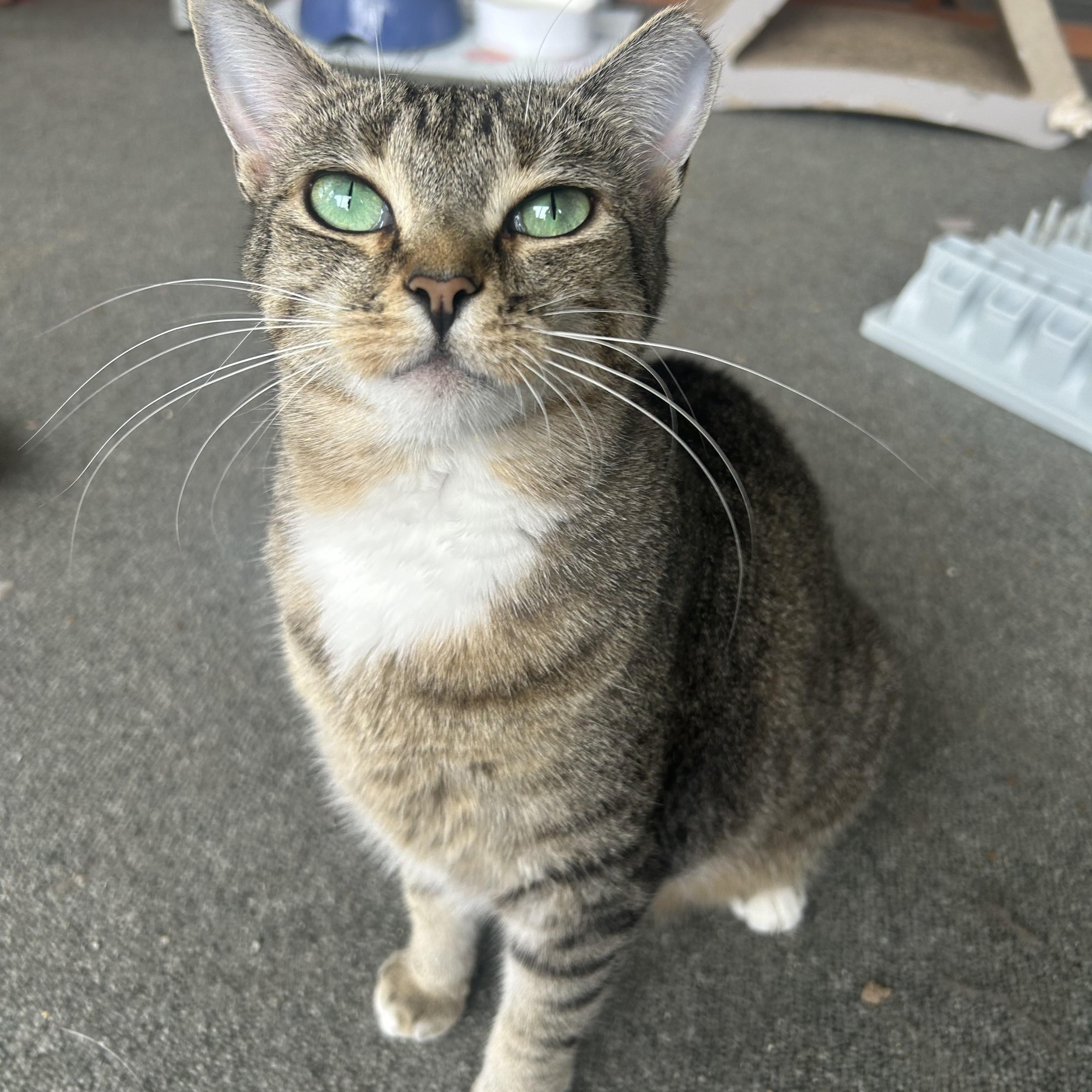 Murphie and Marina (bonded pair, adoptable, Adult Female Tabby & Domestic Short Hair.