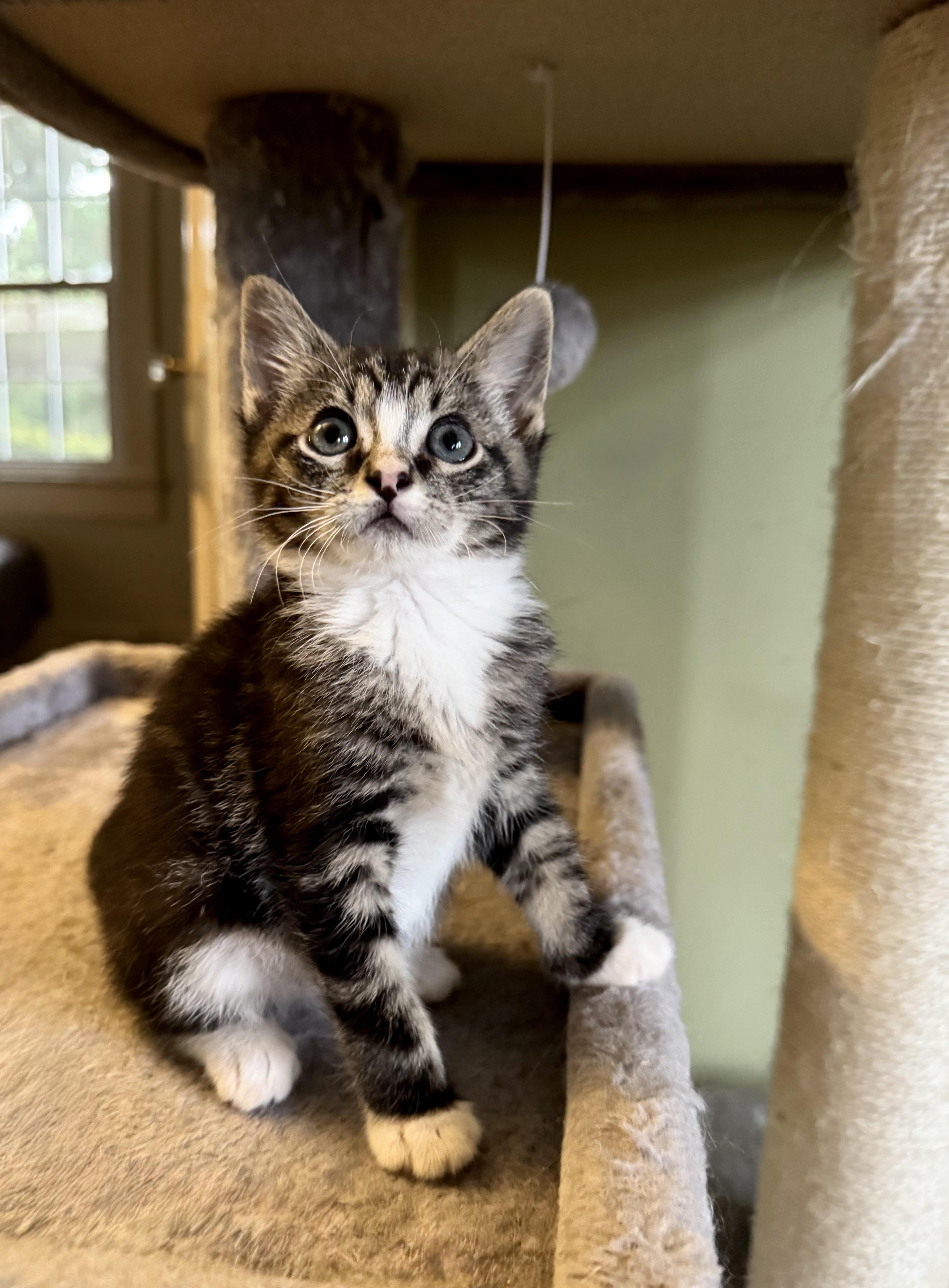 Enlarge Bumble, a Adopted Domestic Short Hair in Greenville, SC image 5/5