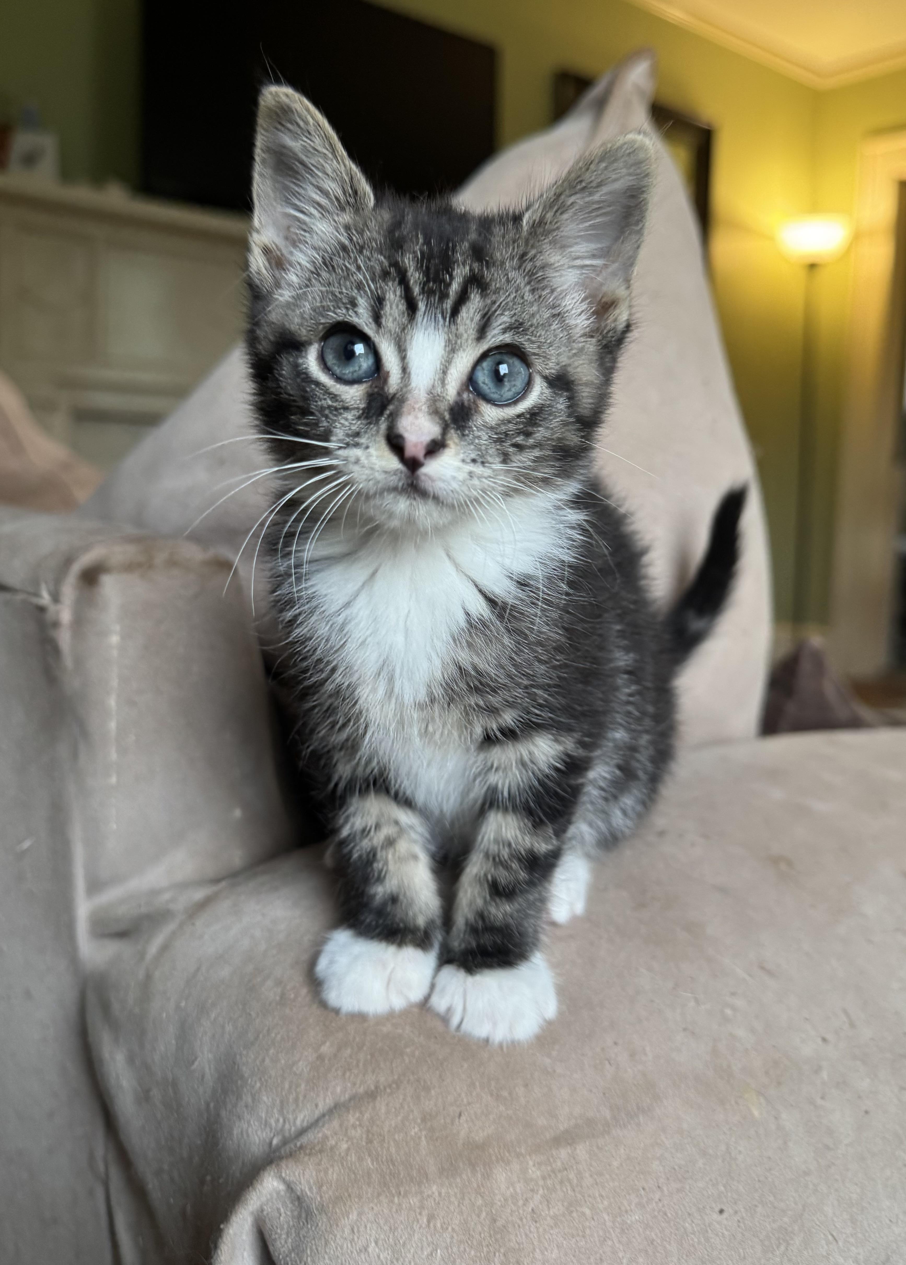 Bumble, Adopted, Kitten Female Domestic Short Hair.